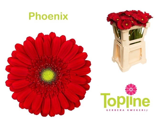 <h4>Germini Phoenix</h4>