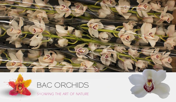 <h4>CYMB T MELINE</h4>