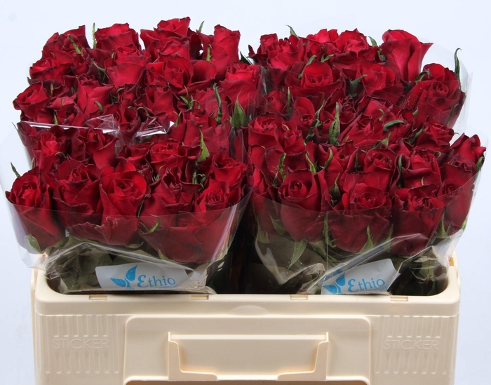 <h4>R GR EVER RED</h4>