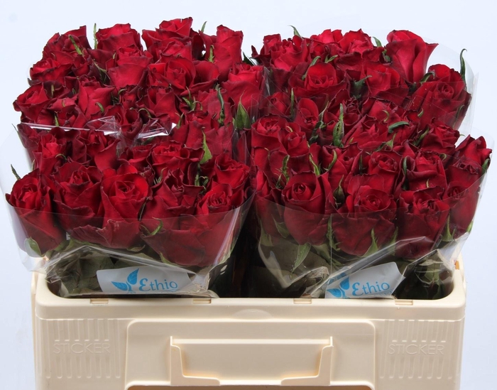 <h4>R GR EVER RED</h4>