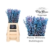 SALIX PUSSY WILLOW BUBBELGUM