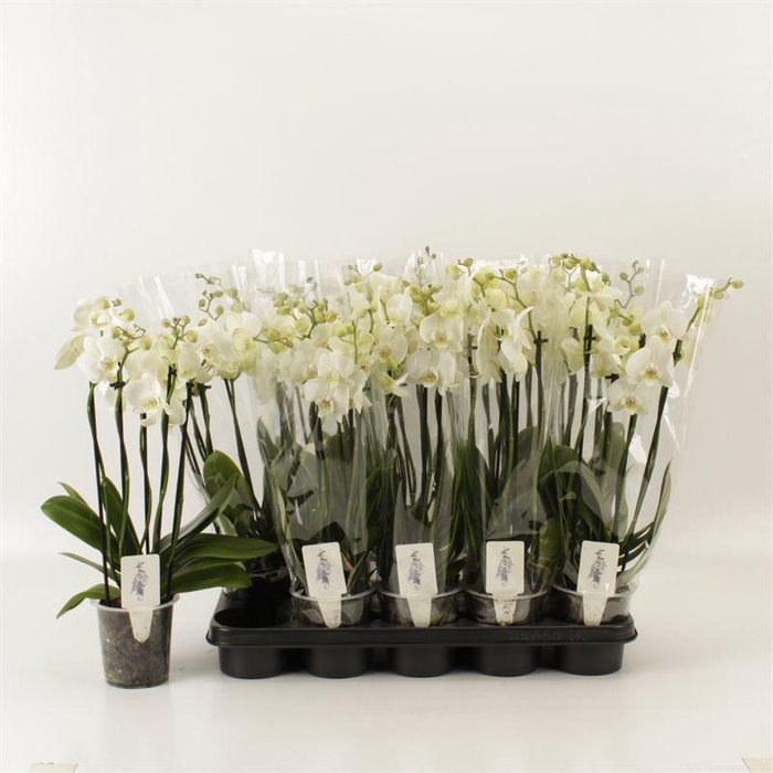 <h4>PHAL OV WIT</h4>