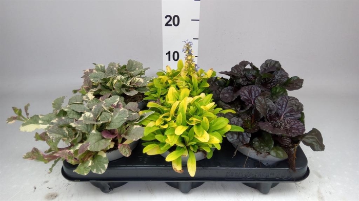 <h4>Ajuga  'Feath Friends'   ...mix</h4>