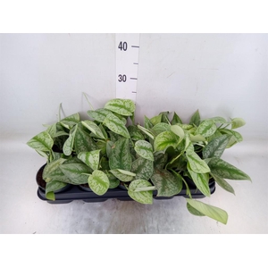 Scindapsus pictus 'Trebie'