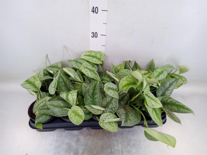 <h4>Scindapsus pictus 'Trebie'</h4>