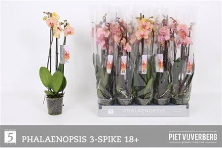 Phal Ov Oranje