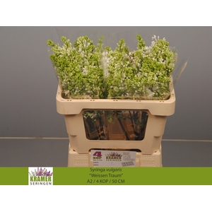 SYR V ENGLER WEISS T