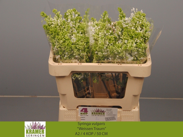 <h4>SYR V ENGLER WEISS T</h4>