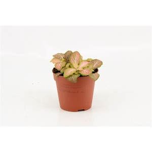 Fittonia Mosaic Pink Tiger