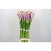 Zantedeschia Eydolls Purple White