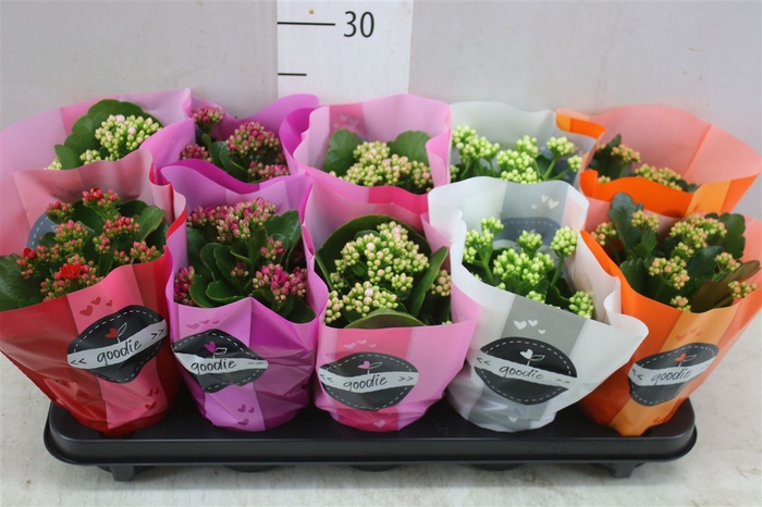 <h4>Kalanchoe Calandiva Mix</h4>