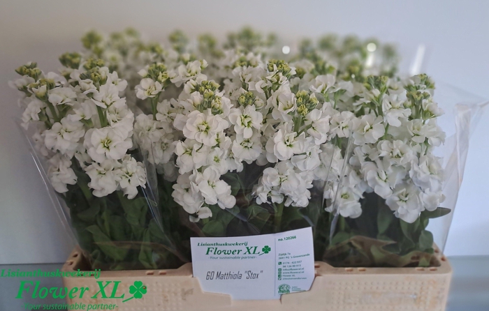 <h4>Matth Stox White N L</h4>