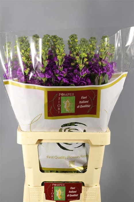 <h4>MATTH IRON BLUE</h4>