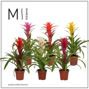 Mimesis Guzmania Happy -12 cm