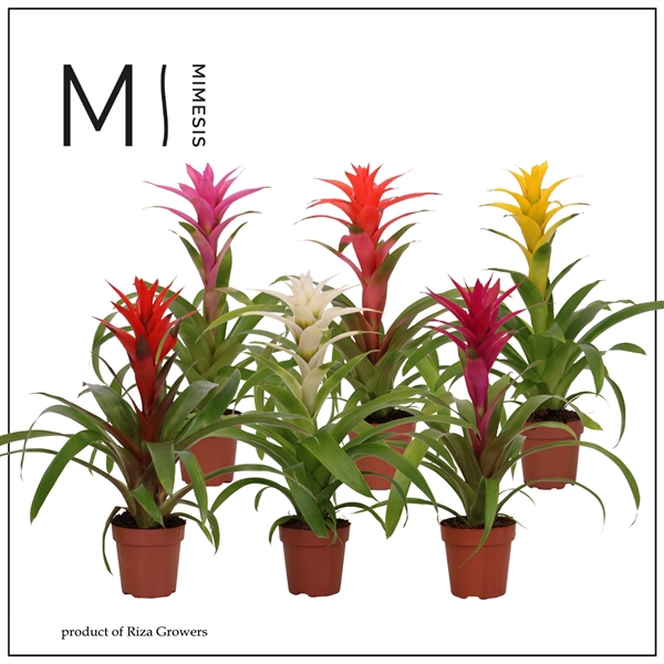 <h4>Mimesis Guzmania Happy -12 cm</h4>