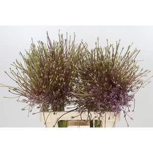 Allium Schubertii