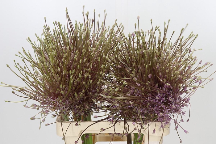<h4>Allium Schubertii</h4>