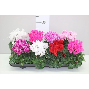 Cyclamen Kl Super Carino Gemengd