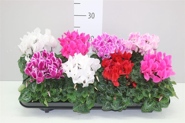 <h4>Cyclamen Kl Super Carino Gemengd</h4>