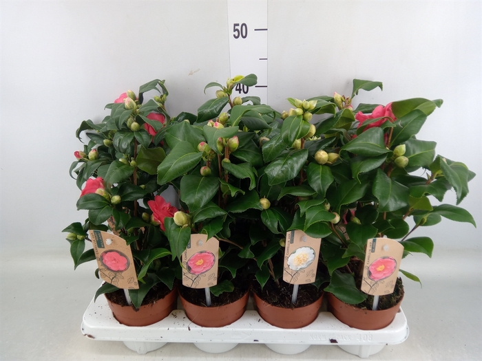 <h4>Camellia   ...mix 3</h4>