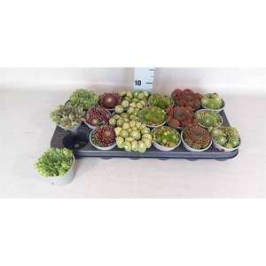 SEMPERVIVUM MIX P9