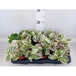 Tradescantia   ...