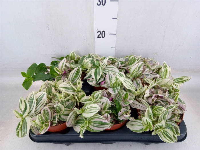 <h4>Tradescantia   ...</h4>