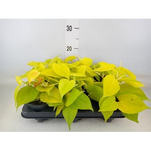 Philodendron scand. 'Lemon Lime'