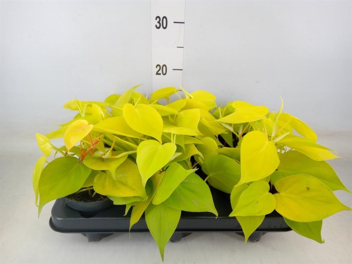 <h4>Philodendron scand. 'Lemon Lime'</h4>