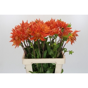 Dahlia Orange Vulcan