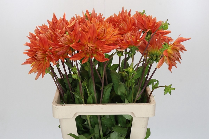 Dahlia Orange Vulcan