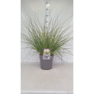 Cortaderia sell. 'Pumila'