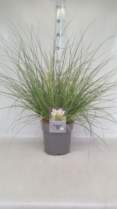 <h4>Cortaderia sell. 'Pumila'</h4>