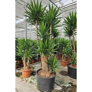 Yucca elephantipes