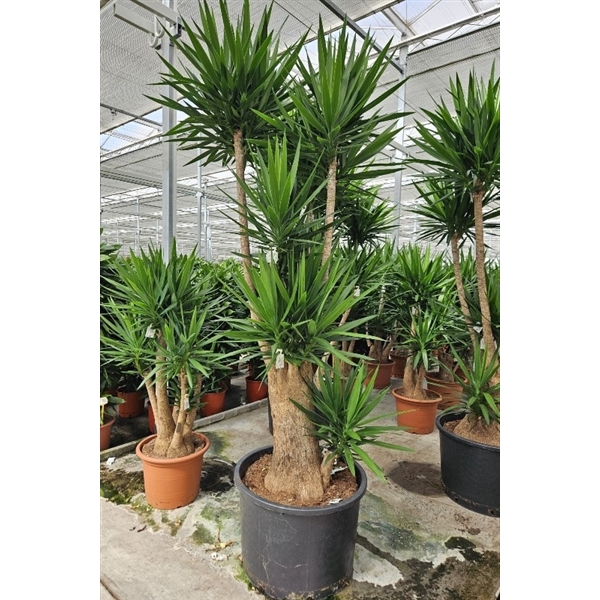 <h4>Yucca elephantipes</h4>