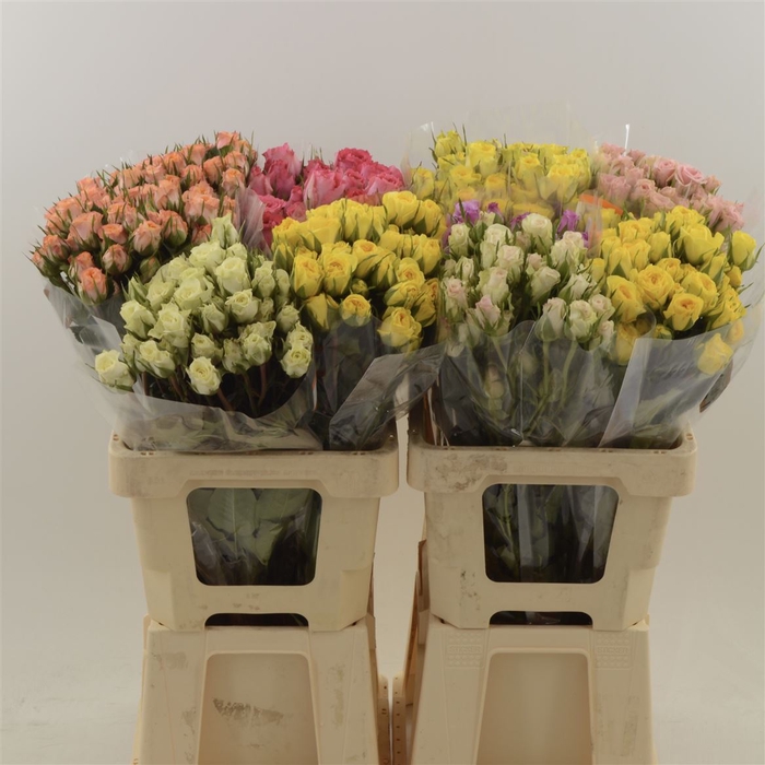 <h4>Rosa tr Spray</h4>