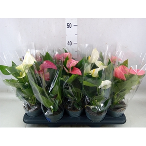 Anthurium   ...mix