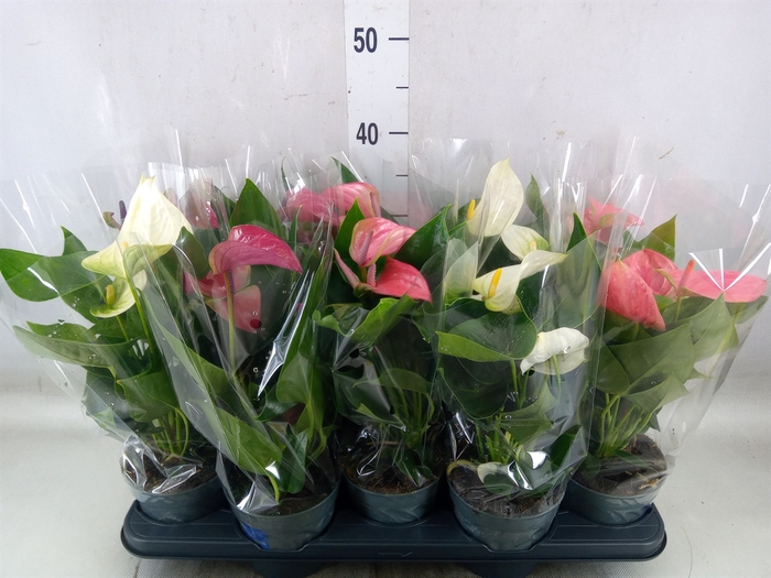 <h4>Anthurium   ...mix</h4>