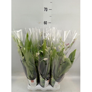 Miltoniopsis   ...mix