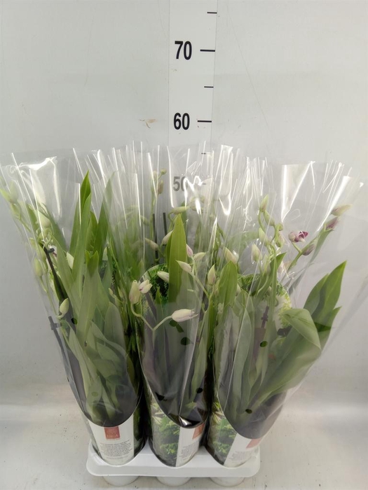 <h4>Miltoniopsis   ...mix</h4>