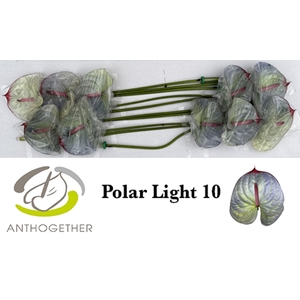 Anth. andr. DYED Polar Light