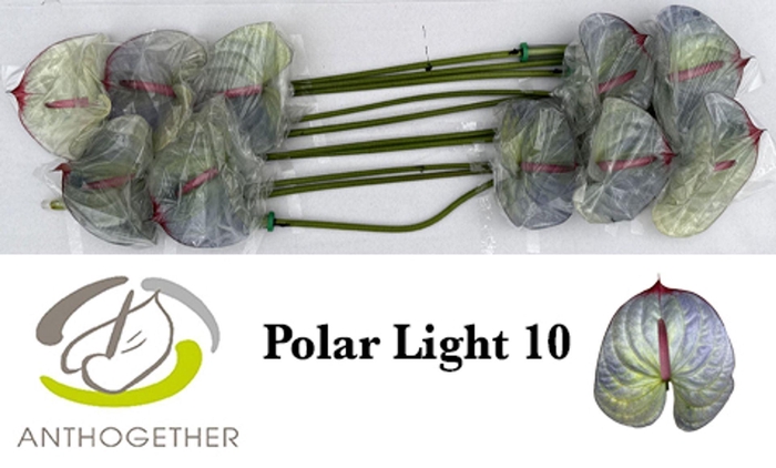 <h4>Anth. andr. DYED Polar Light</h4>