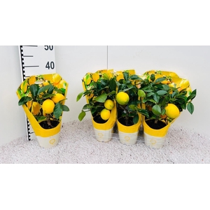 Citrus meyeri Lemon mini-stem in sleeve