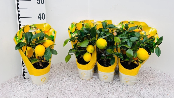 <h4>Citrus meyeri Lemon mini-stem in sleeve</h4>
