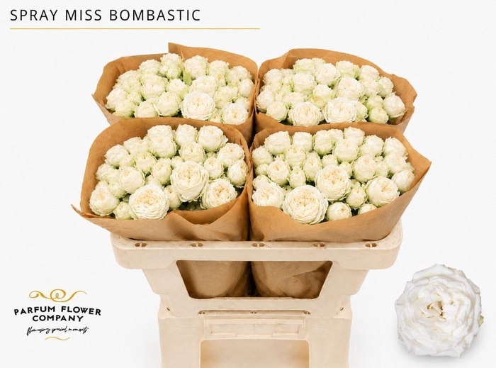 <h4>Rosa TR 'Miss Bombastic'</h4>