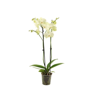 Phal Green Mile 2T16+