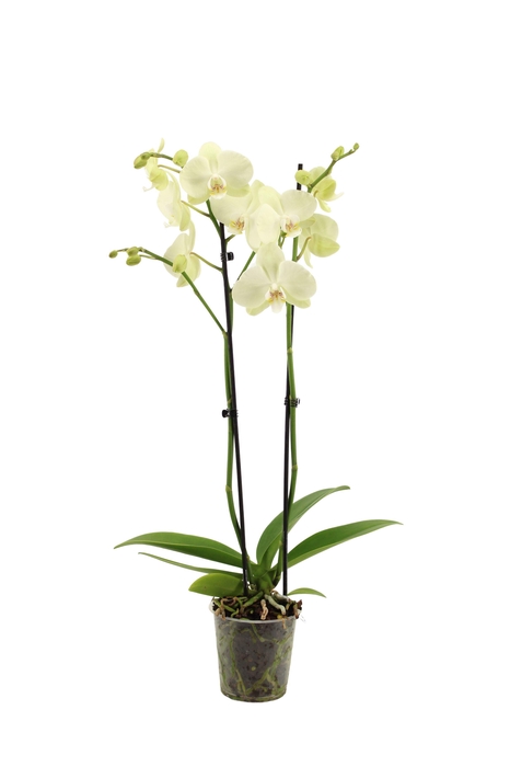 <h4>Phal Green Mile 2T16+</h4>