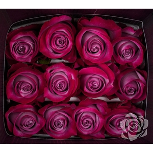 Rosa Gr Deep Purple 60cm**promo**