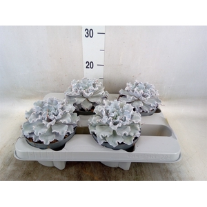Echeveria   ...