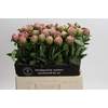 Paeonia Jacorma